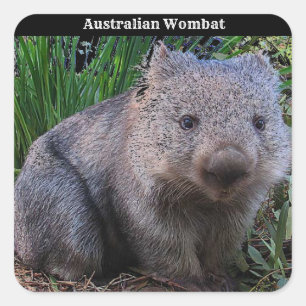 Adesivo Quadrado Fundo de Wombat Australiano