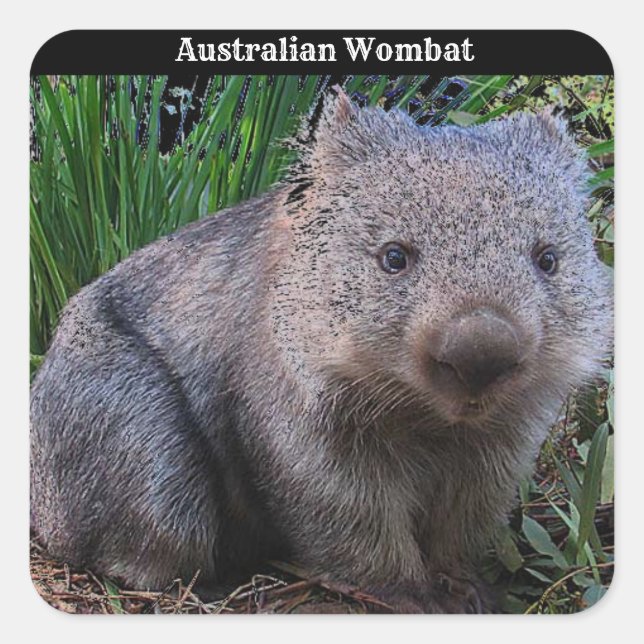 Adesivo Quadrado Fundo de Wombat Australiano (Frente)