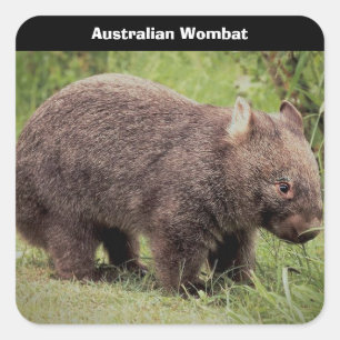 Adesivo Quadrado Fundo de Wombat Australiano