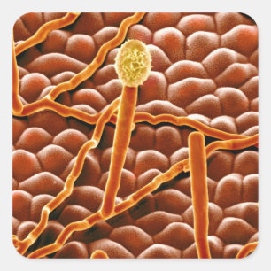 Adesivo Quadrado Fungo do oídio pulverulento na poinsétia