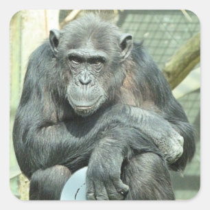 ADESIVO QUADRADO FUNNY CHIMPANZEE