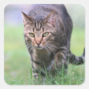 Adesivo Quadrado Gabe