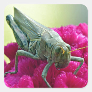 Adesivo Quadrado Gafanhoto em Cockscomb