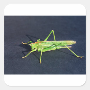 Adesivo Quadrado Gafanhoto verde que senta-se em background.JPG