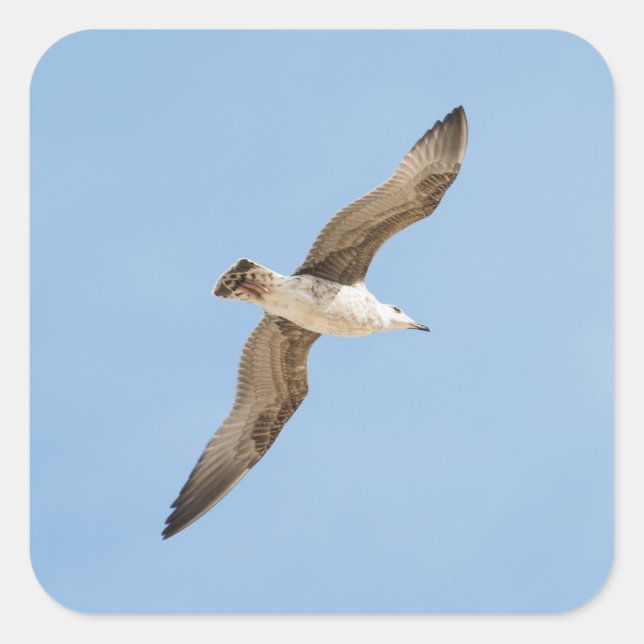 Adesivo Quadrado Gaivota (Frente)