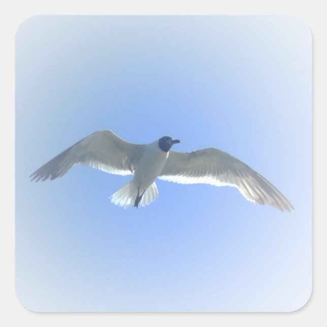 Adesivo Quadrado Gaivota no Vinheta do Voo 2 (Frente)