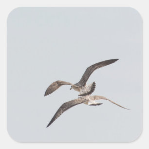 Adesivo Quadrado Gaivotas voadoras