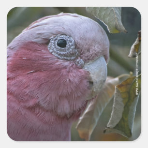 Adesivo Quadrado Galah ou Cacatua de Peito Rosado