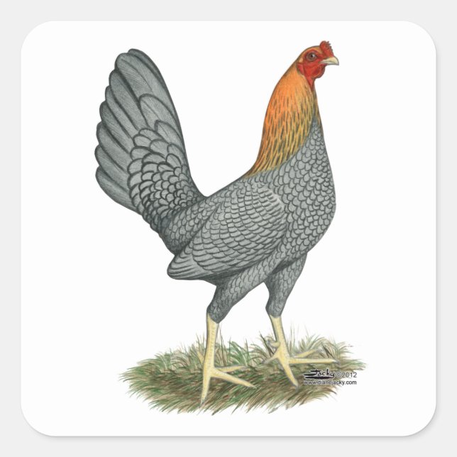 Adesivo Quadrado Galinha de Briga Azul Vermelha (Frente)
