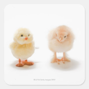 Adesivo Quadrado Galinha do bebê e galinha mecânica falsificada