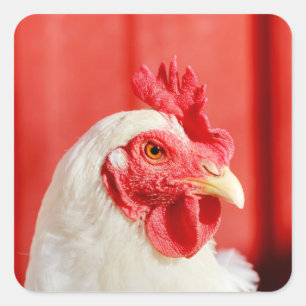Adesivo Quadrado Galinha fazenda