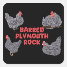 Galinhas Barred Plymouth Rock