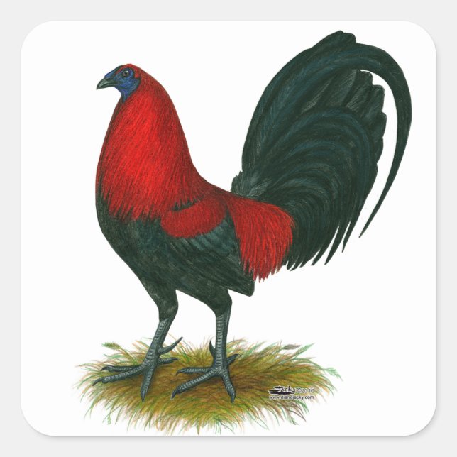 Adesivo Quadrado Gamecock Americano: Vermelho Marrom (Frente)