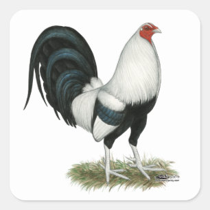Adesivo Quadrado Gamecock de prata de Duckwing