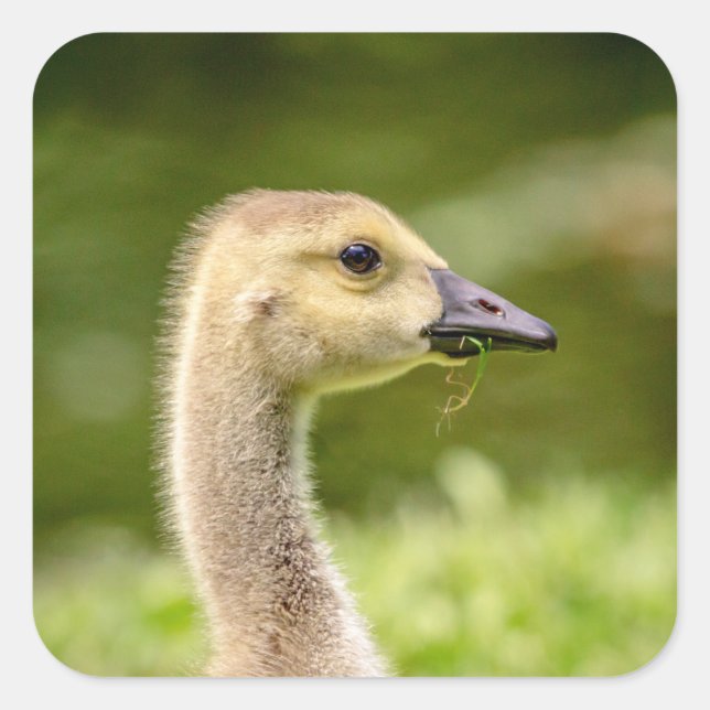Adesivo Quadrado Ganso canadense (Gosling) (Frente)