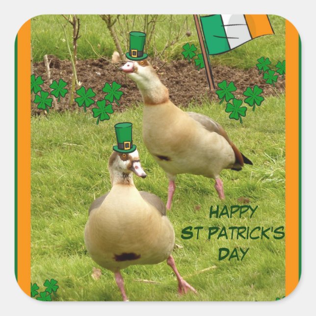Adesivo Quadrado Gansos tocando um pouco de dança irlandesa (Frente)