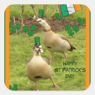 Adesivo Quadrado Gansos tocando um pouco de dança irlandesa