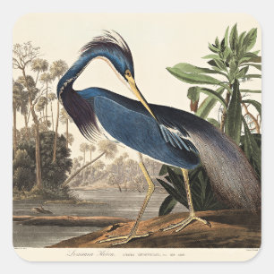 Adesivo Quadrado Garça da Louisiana de Birds of America