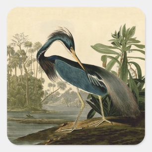 Adesivo Quadrado Garça-real de Audubon Louisiana