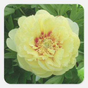 Adesivo Quadrado Garden Lovely Bartzella Yellow Peony Phot