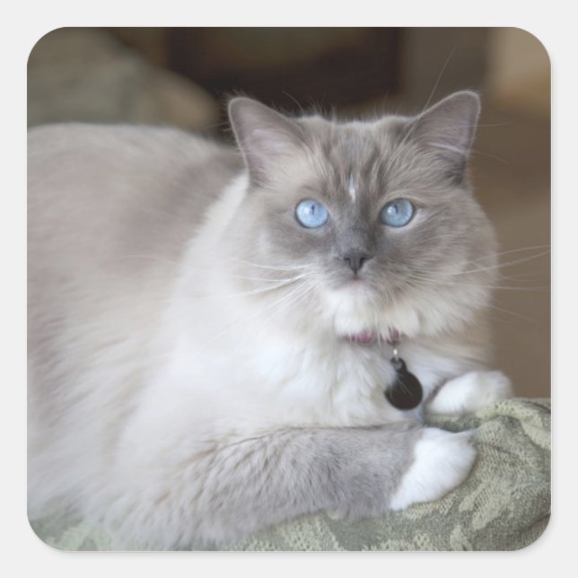 Adesivo Quadrado Gata Ragdoll fêmea (Frente)