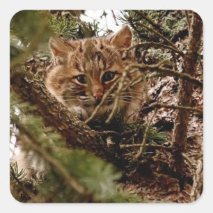 Adesivo Quadrado Gatinho bonito do lince em uma árvore