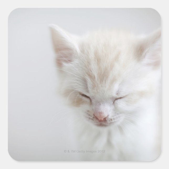Adesivo Quadrado Gatinho Branco Dormindo (Frente)