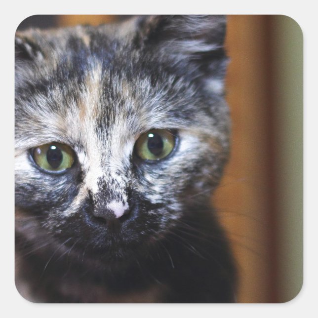 Adesivo Quadrado Gatinho branco e preto (Frente)