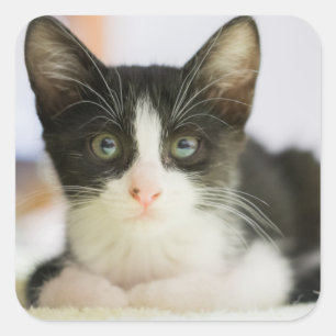 Adesivo Quadrado Gatinho branco e preto doce