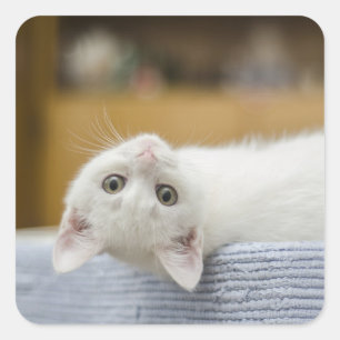 Adesivo Quadrado Gatinho, Branco, Gato