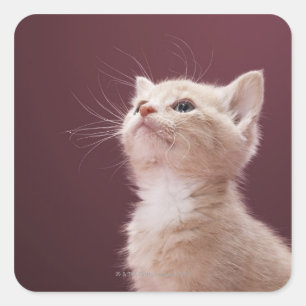 Adesivo Quadrado Gatinho com suiças
