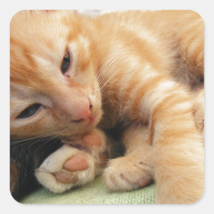 Adesivo Quadrado Gatinho De Gelado De Tigre