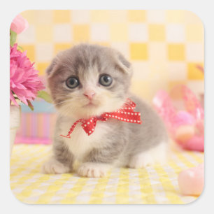 Adesivo Quadrado Gatinho de Munchkin