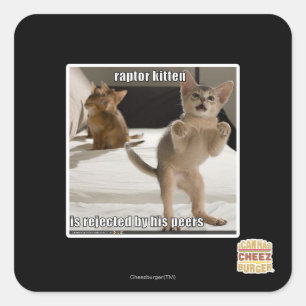 Adesivo Quadrado Gatinho do raptor