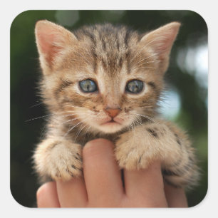 Adesivo Quadrado Gatinho doce do bebê