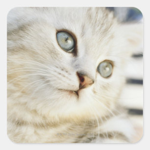 Adesivo Quadrado Gatinho, fim-acima 2