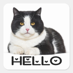Adesivo Quadrado Gatinho Fofinho Olá Gato Preto Branco