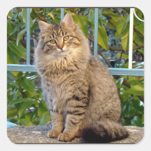 Adesivo Quadrado Gatinho Fofo de Estimação Animal Gato