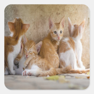 Adesivo Quadrado Gatinho Listrado Laranja e Branco/Adicione a Foto