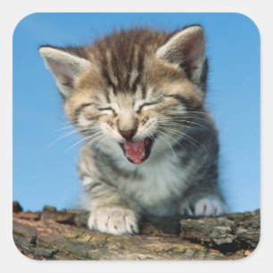 Adesivo Quadrado Gatinho pequeno em uma árvore