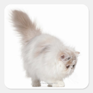 Adesivo Quadrado Gatinho persa (3 meses velho)