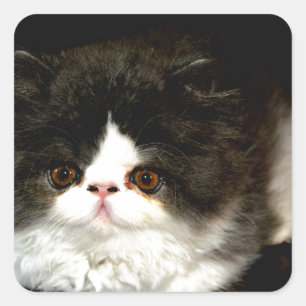 Adesivo Quadrado Gatinho Preto e Branco