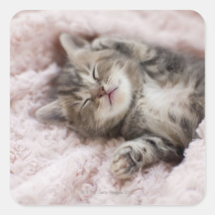 Adesivo Quadrado Gatinho que dorme na toalha