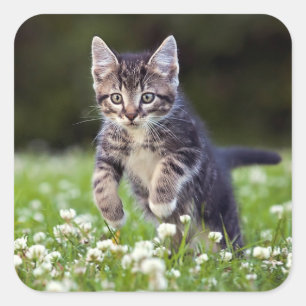 Adesivo Quadrado Gatinho que funciona através do trevo
