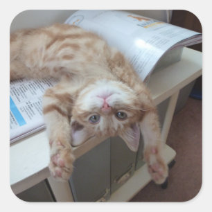 Adesivo Quadrado Gatinho que relaxa