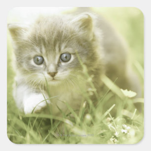 Adesivo Quadrado Gatinho que toma etapas na grama