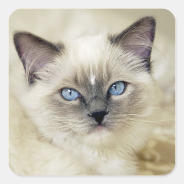 Adesivo Quadrado Gatinho Ragdoll (Frente)