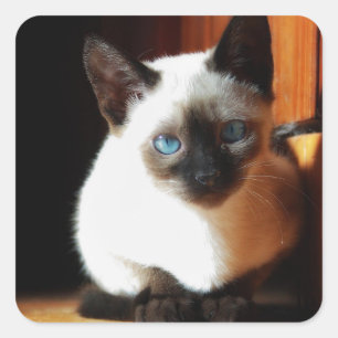 Adesivo Quadrado Gatinho Siamese