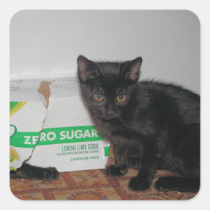 Adesivo Quadrado Gatinhos