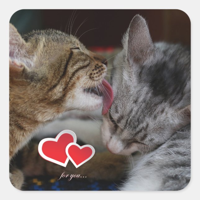 Adesivo Quadrado Gatinhos bonitos (Frente)